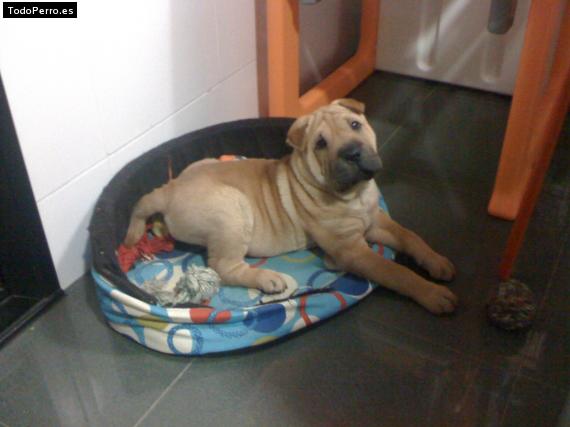 La foto del perro