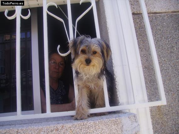 La foto del perro