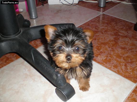 La foto del perro