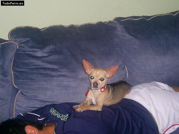 La foto del perro