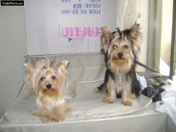 La foto del perro