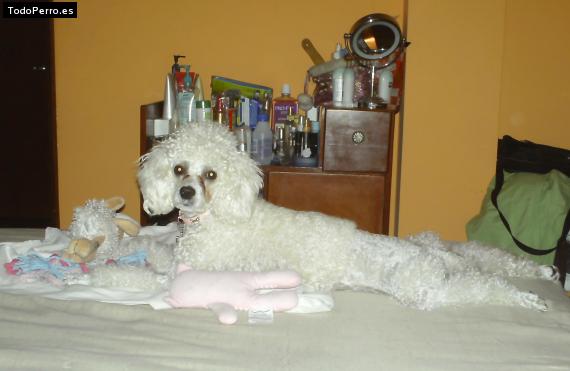 La foto del perro