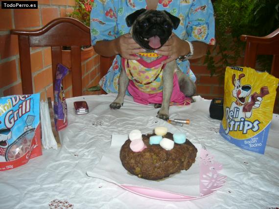 La foto del perro