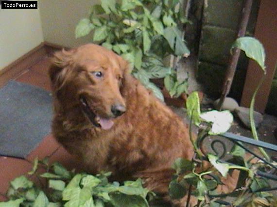 La foto del perro