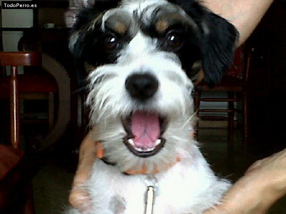 La foto del perro
