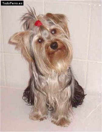 La foto del perro