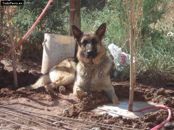 La foto del perro