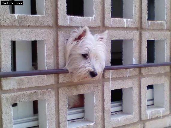 La foto del perro