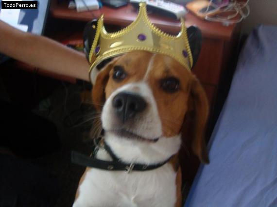 La foto del perro