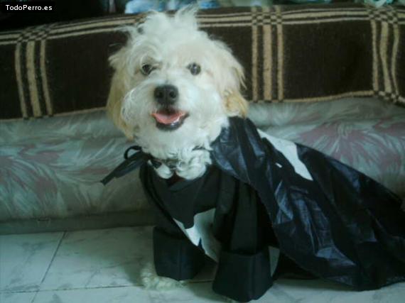 La foto del perro