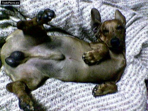 Foto del perro Junior