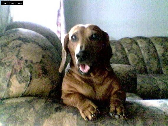 La foto del perro