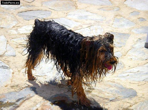 La foto del perro