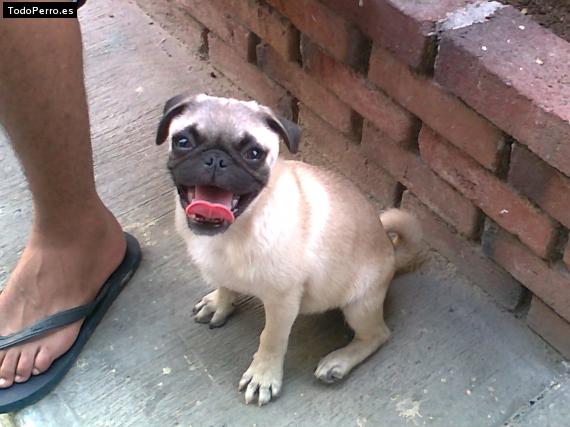 La foto del perro