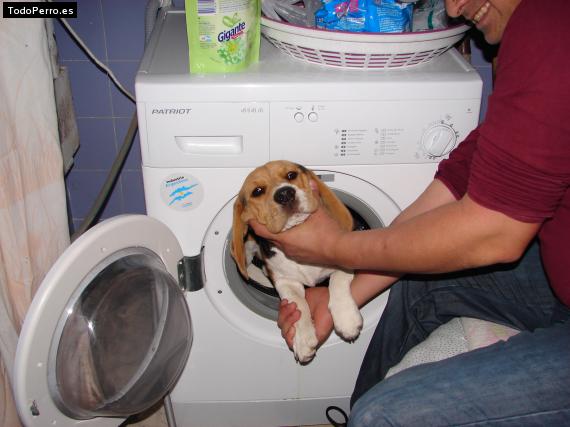 La foto del perro