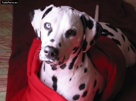 La foto del perro