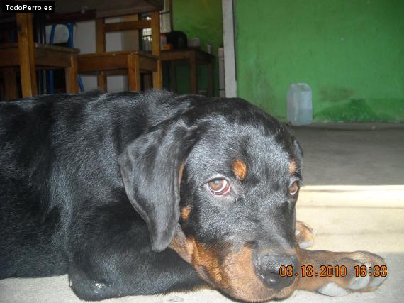 La foto del perro