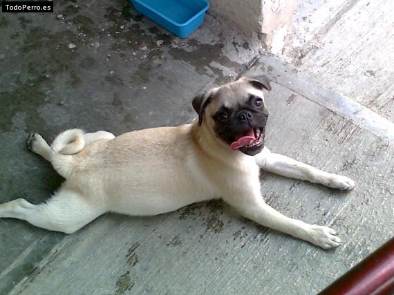 La foto del perro