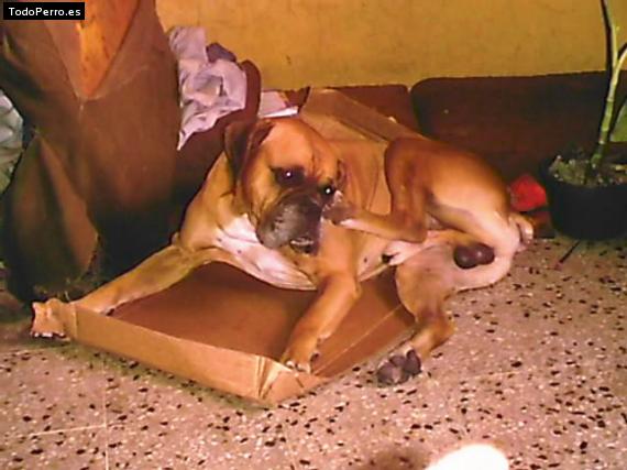 La foto del perro