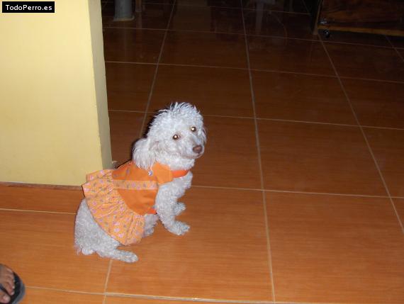 La foto del perro