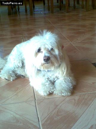 La foto del perro