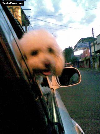 La foto del perro