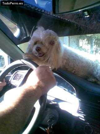 La foto del perro