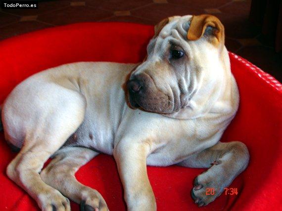 La foto del perro