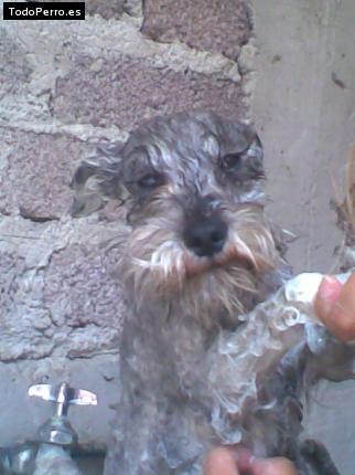 La foto del perro