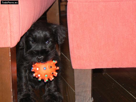 La foto del perro