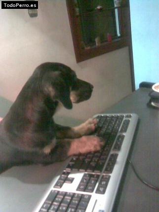 La foto del perro