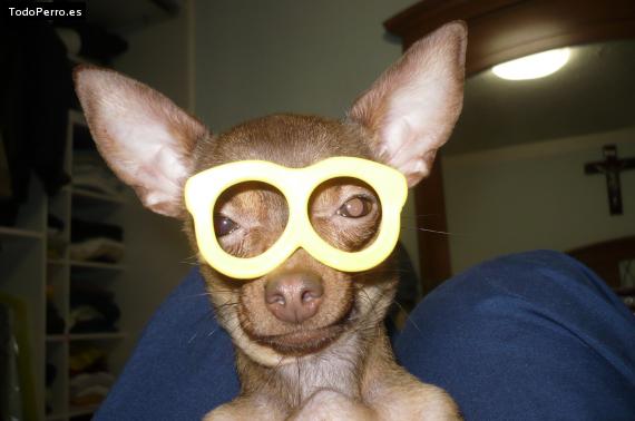 La foto del perro