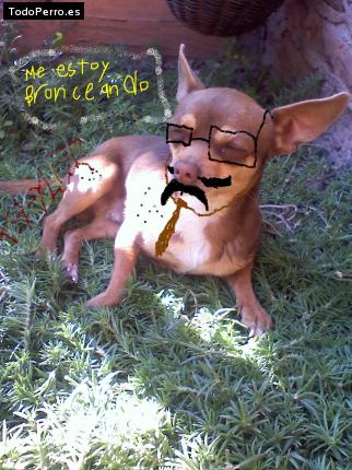 La foto del perro