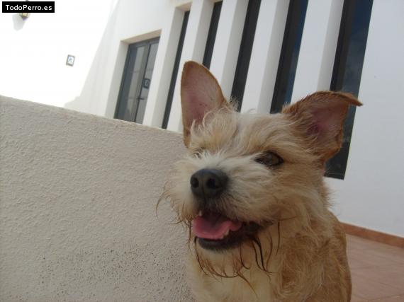 La foto del perro