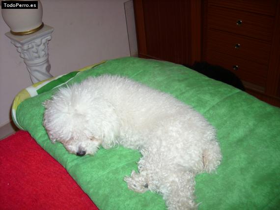 La foto del perro