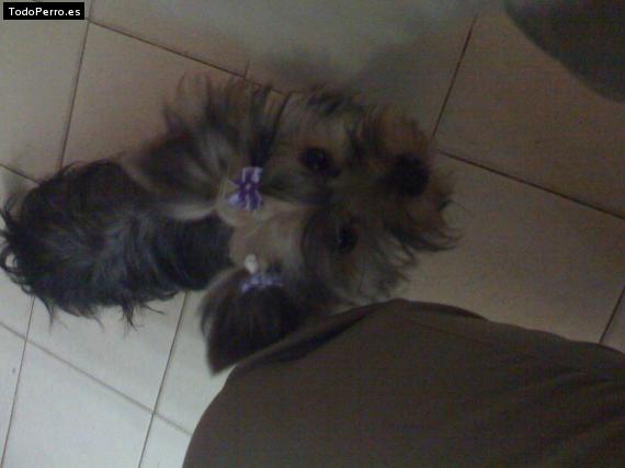 La foto del perro