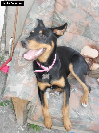 La foto del perro
