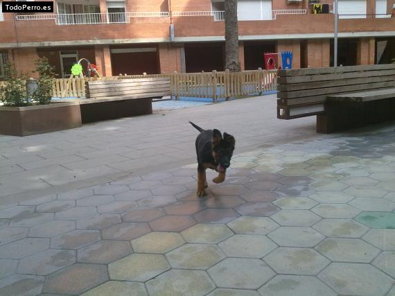 La foto del perro