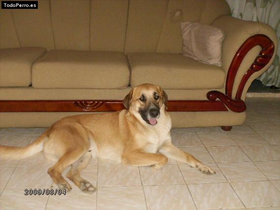 La foto del perro