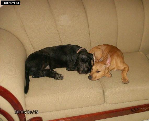La foto del perro