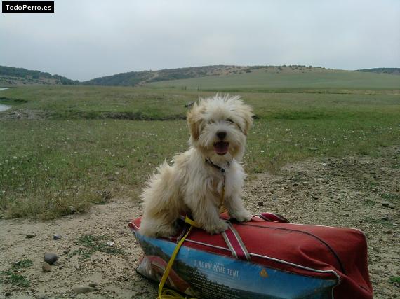 La foto del perro