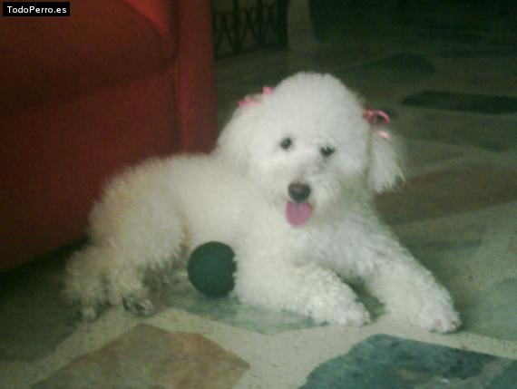 La foto del perro