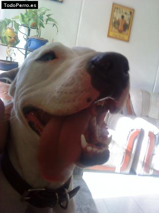 La foto del perro