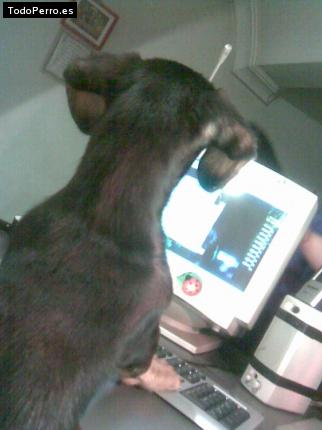 La foto del perro