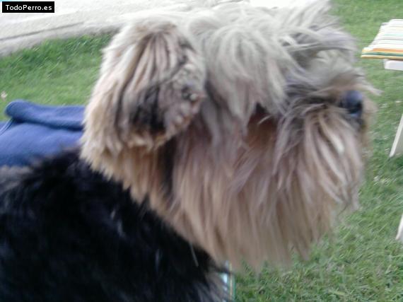 La foto del perro