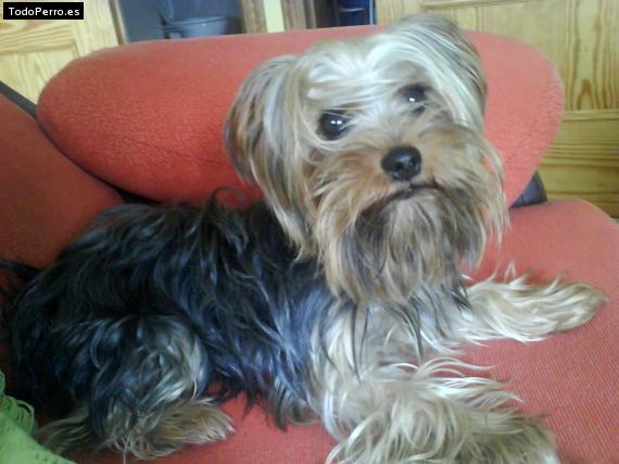 La foto del perro