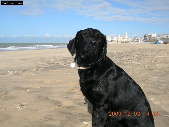 La foto del perro