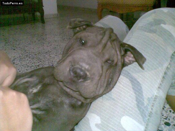 La foto del perro