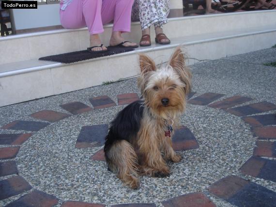 La foto del perro