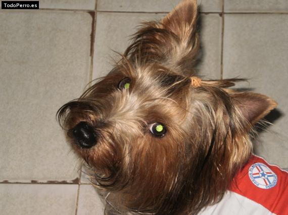 La foto del perro